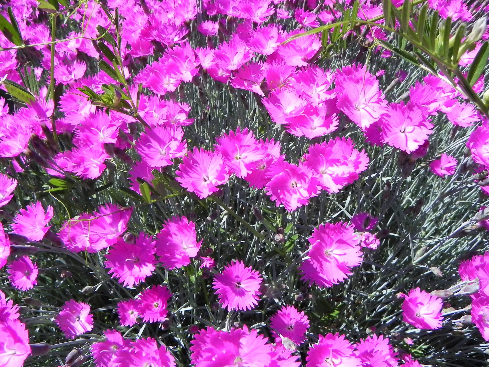 Почвопокровные гвоздики. Гвоздика сизая Dianthus gratianopolitanus. Гвоздика Альпийская перистая. Садовая гвоздика (Dianthus caryophyllus). Гвоздика Альпийская Rubin.