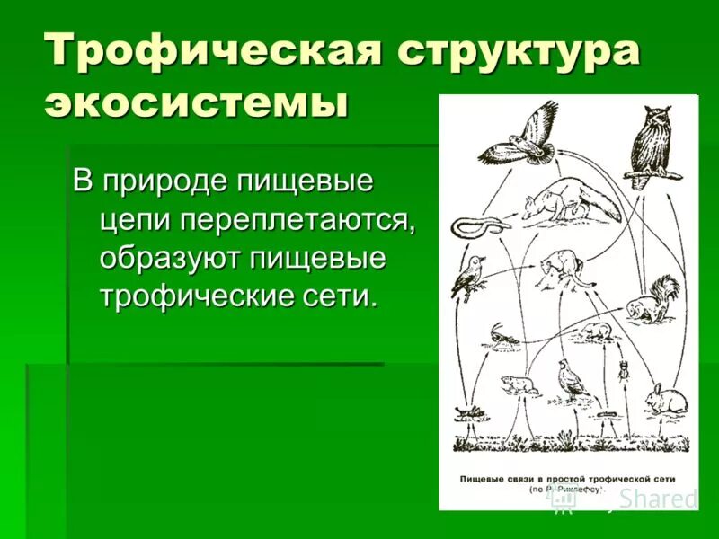 Широколиственный лес трофическая структура. Структура трофической цепи. Цепи трофической структуры экосистемы. Трофическая структура биогеоценоза это. Пищевые связи в экосистеме презентация