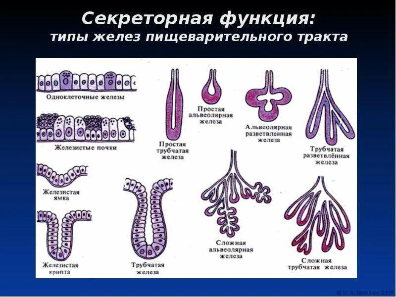 Структура желез тип в. Секреторная функция пищеварительной системы. тип железы. железы пищеварительного тракта. типы желудочных желез.