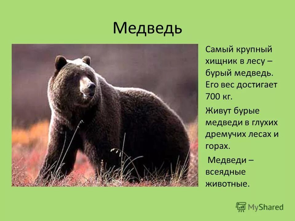 Информация о медведе. Рассказ о медведе. Описание медведя. Медведь описание для детей. Описание медведя по плану