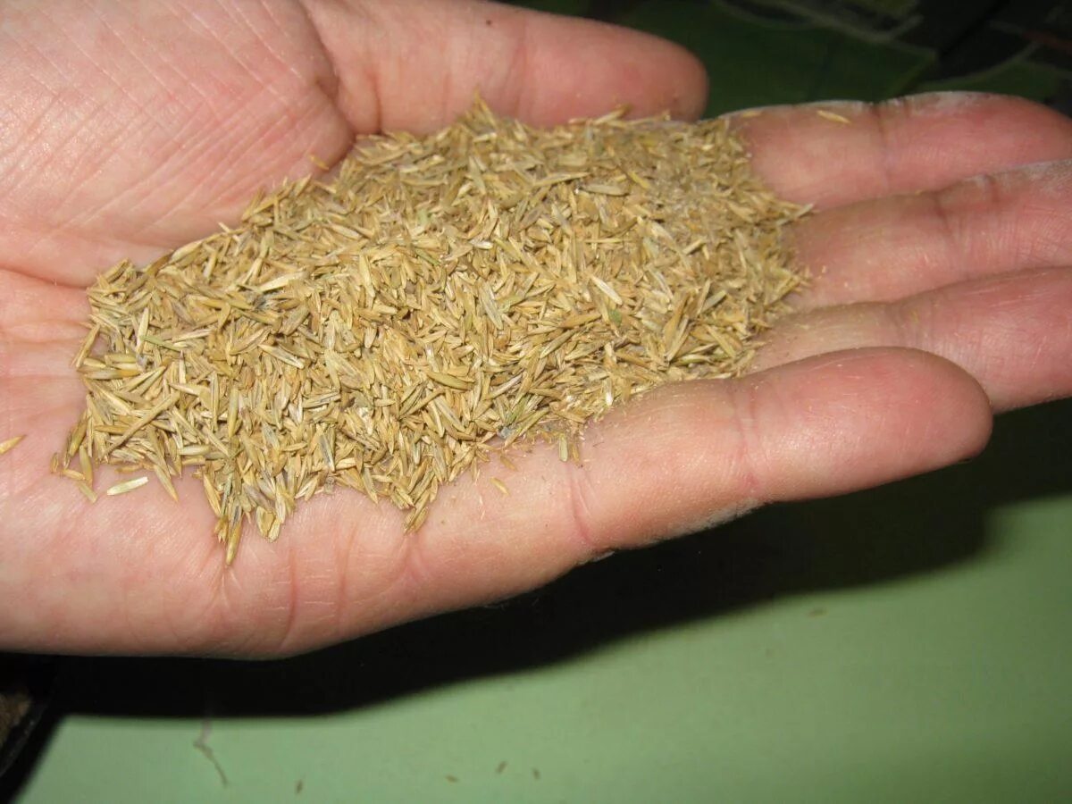 Авито семена трав. Мятлик луговой семена. семена газона мятлик луговой. семена мятлика для газона. семена трав: мятлик.