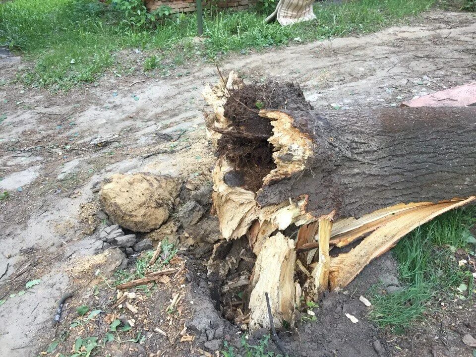 Сломанное дерево. Ветер сломал дерево. Слом дерева. Обломившееся дерево.