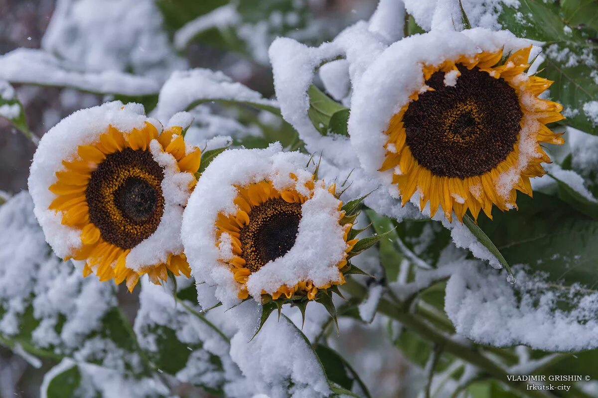 Подсолнечник зимой. Подсолнечник зимой. Гавриш подсолнечник лето. Подсолнухи под снегом. Дикий подсолнух.