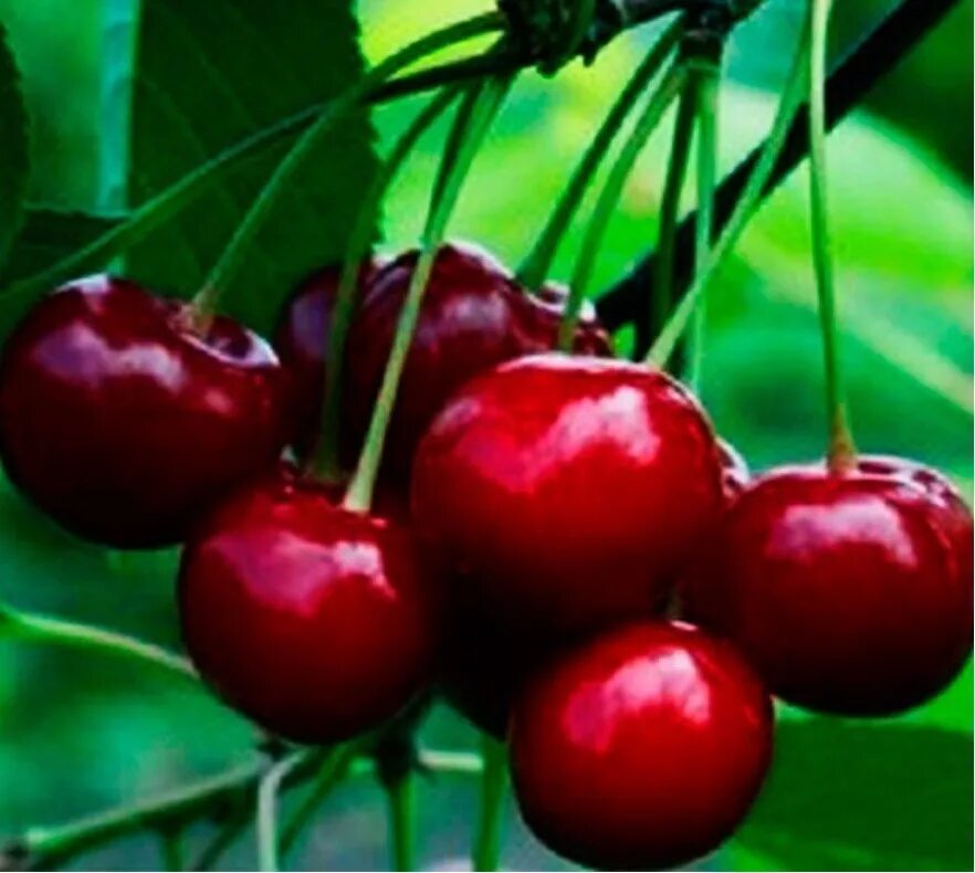 Вишня быстринка. Вишня облачинская. Вишня сорт харитоновская. Вишня мценская. Вишня молодежная описание.