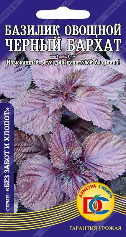 Сайт сибсемена красноярск. Базилик бархатисто-черный. Базилик овощной бархат. Базилик черный бархат. Базилик бархатисто черный Сибирский сад.