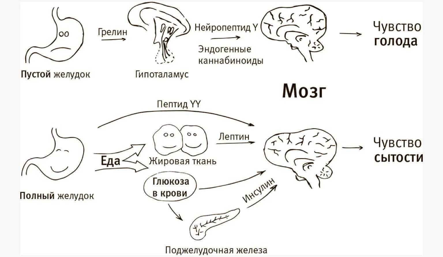 Схема регуляции пищевого поведения у человека. Физиологические механизмы голода. Sentri goloda i nasisheniya v gipotalamuse. Нейрофизиологические, гуморальные механизмы голода и насыщения..