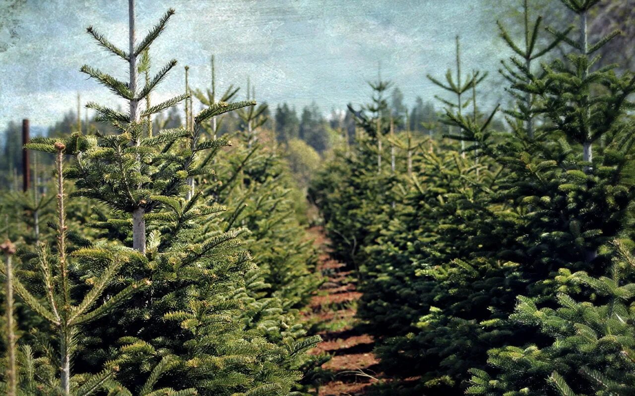 Пихта Нобилис. Ель Вильсона. Пихта подлесок. Ель обыкновенная Conca. Tree елка