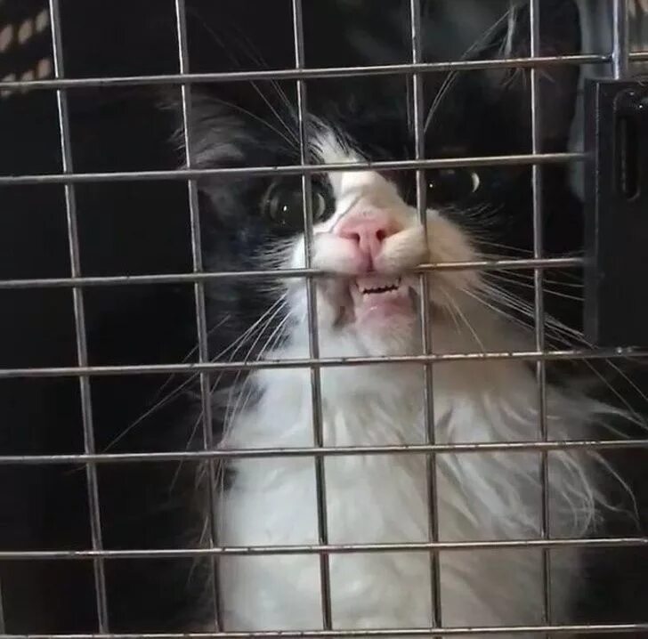 Кот стучит зубами. Клетка для кота. кот за клеткой. кот за решеткой.