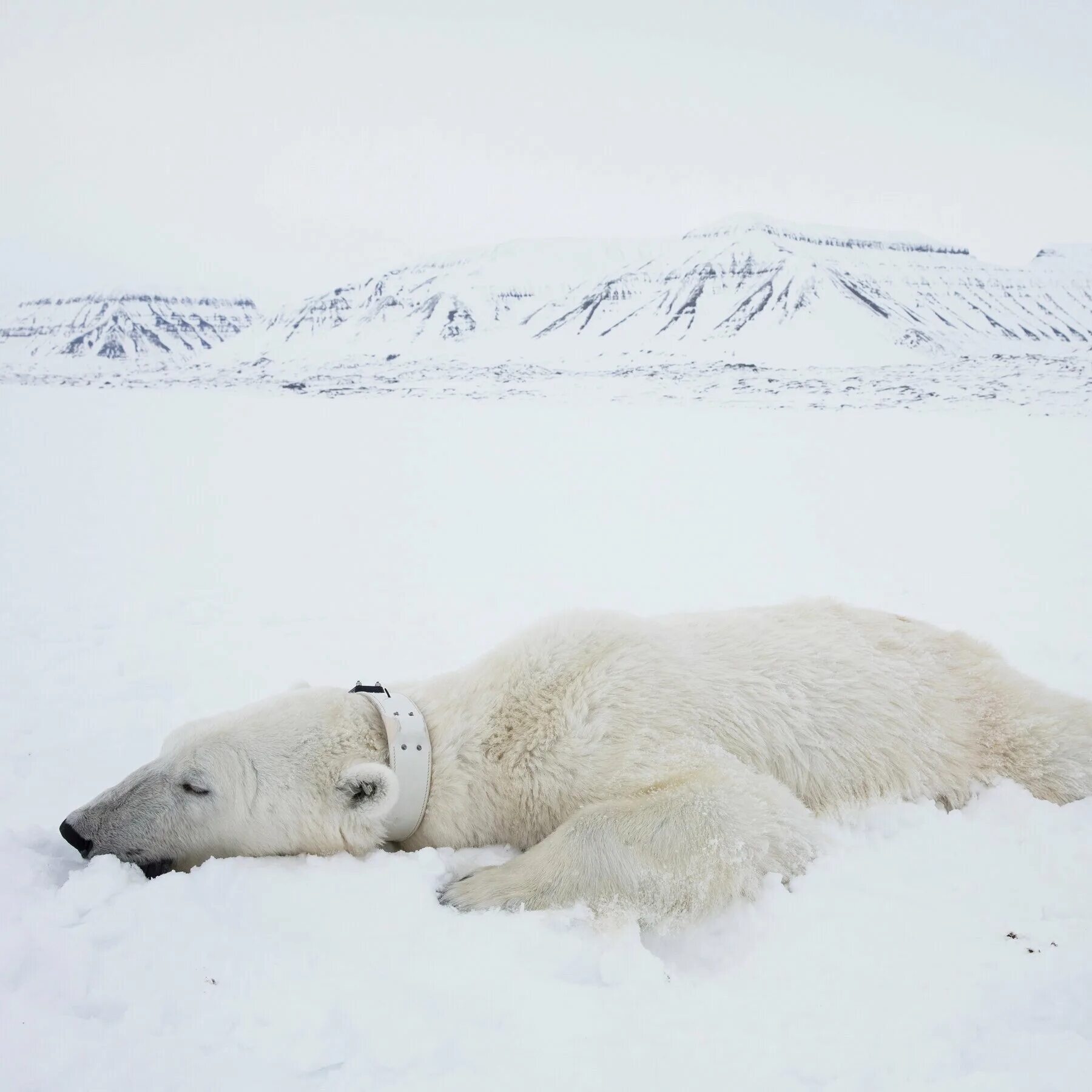 Белый медведь Ursus maritimus. Арктика медведи. Белые медведи в Арктике. Белый медведь Северный полюс.