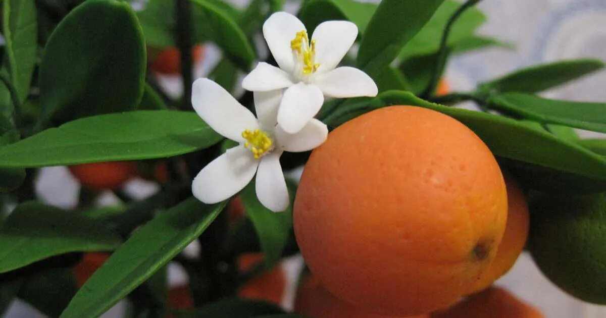апельсин померанец цветет. каламондин цветение. померанец нероли петигрен. померанец нероли петигрен. померанец дерево цветёт.