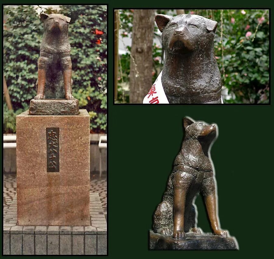 памятник собаке хатико в японии. памятник хатико. хидэсабуро уэно и хатико. станция сибуя хатико. памятник собаке хатико в японии.