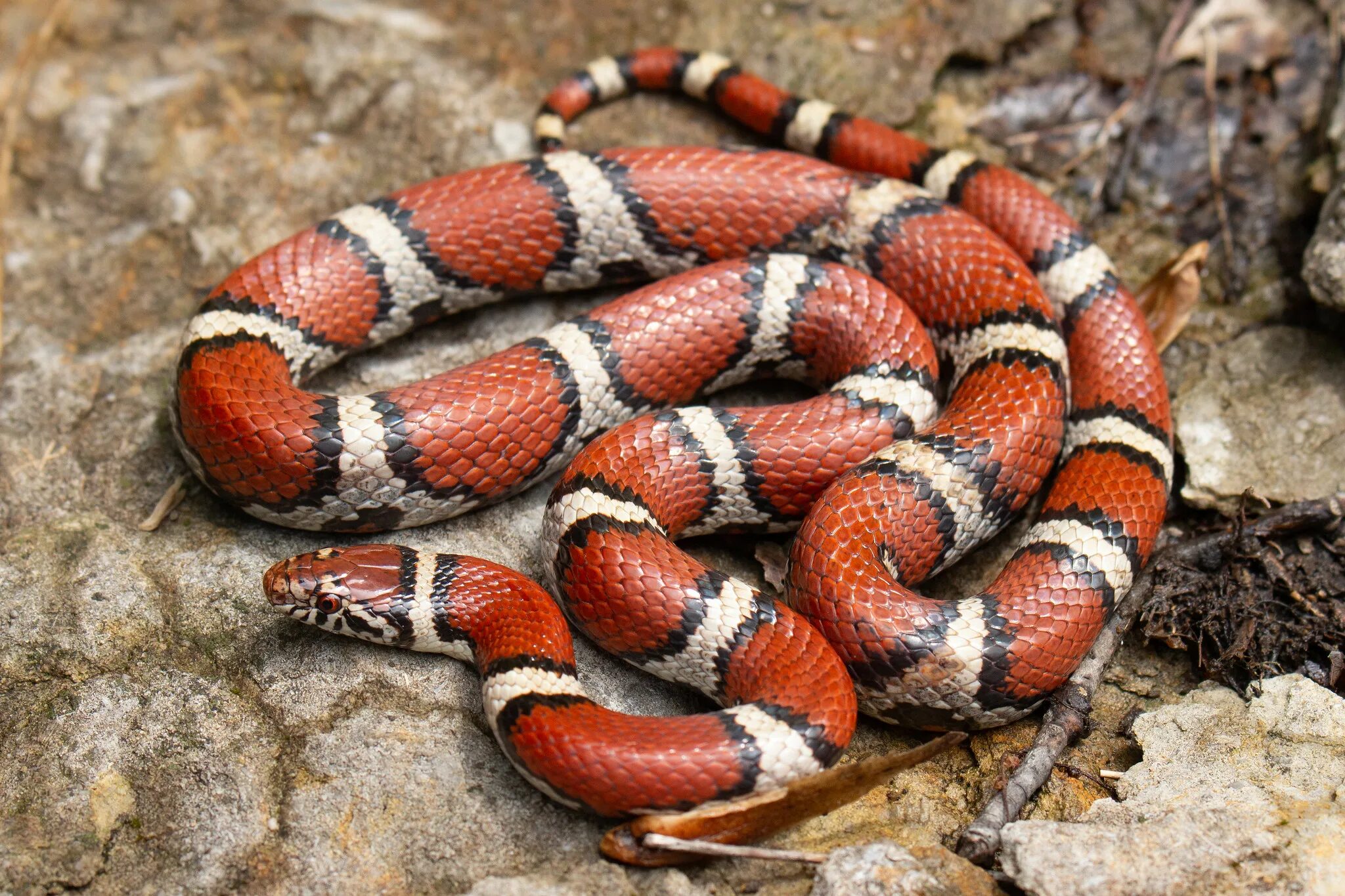 Змея семейства аспидовых. Королевский Аспид змея. Поперечнополосатая Королевская змея. Молочная змея и коралловый Аспид. Lampropeltis Triangulum annulata.
