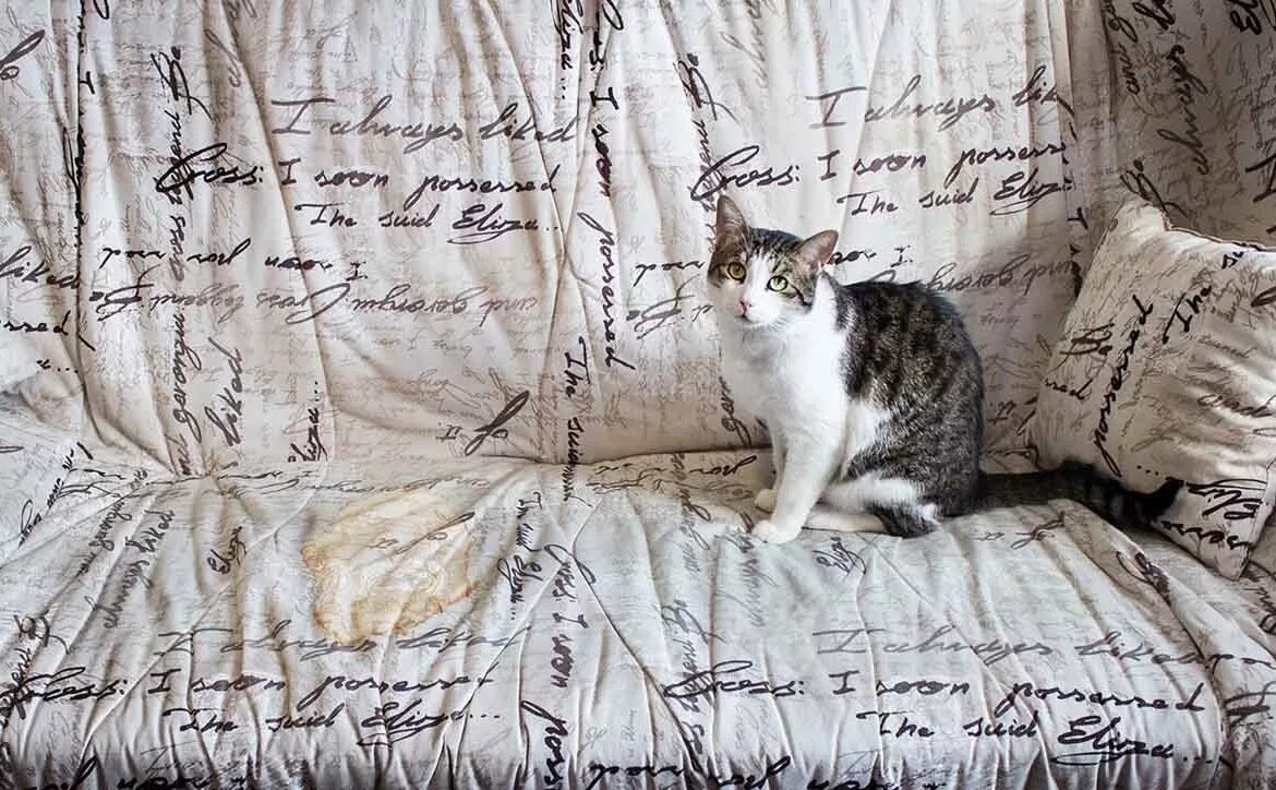 Как писать кошка на диван. Кот на диване. грязный диван и кот. кот нагадил на кровать. котик написал на диван.