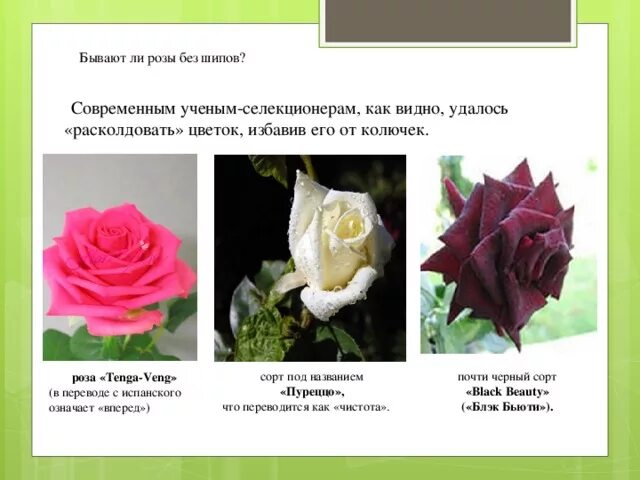 Почему розу назвали розой. Разновидности роз. Неколючие розы сорта. Бывают розы без шипов. Формы цветов роз.