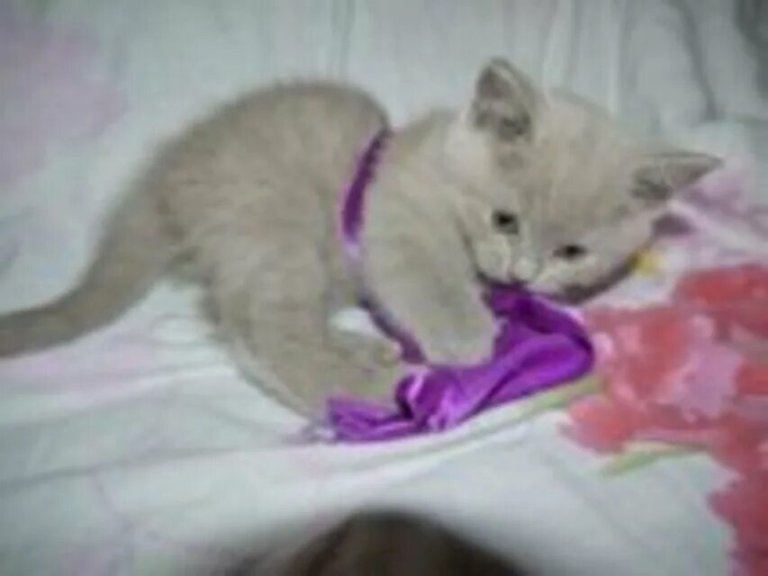 Лиловый котенок британец с бантом. Как ухаживать за котёнком 2 месяца. Лиловы британские котята пометы. Месячные котята фото.