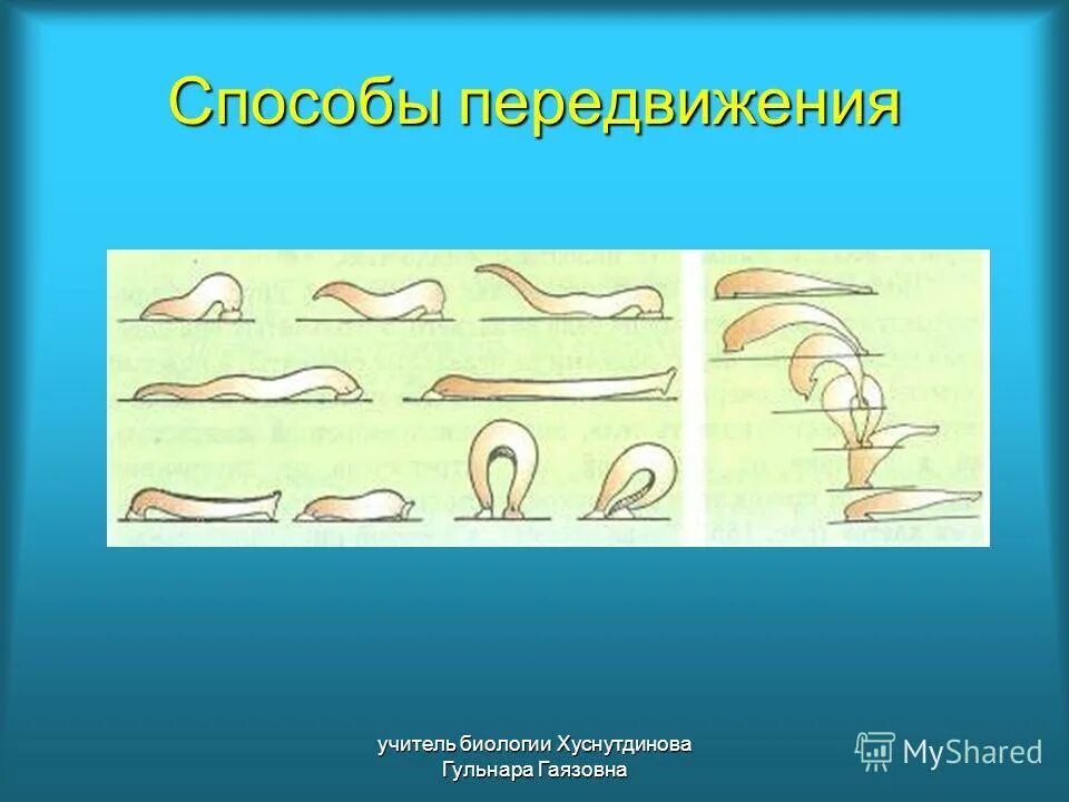 Движение с помощью мышц у животных. Способы передвижения. Упразднение на выносливость. Мышечное движение характерно для. Представители мышечное движение-.