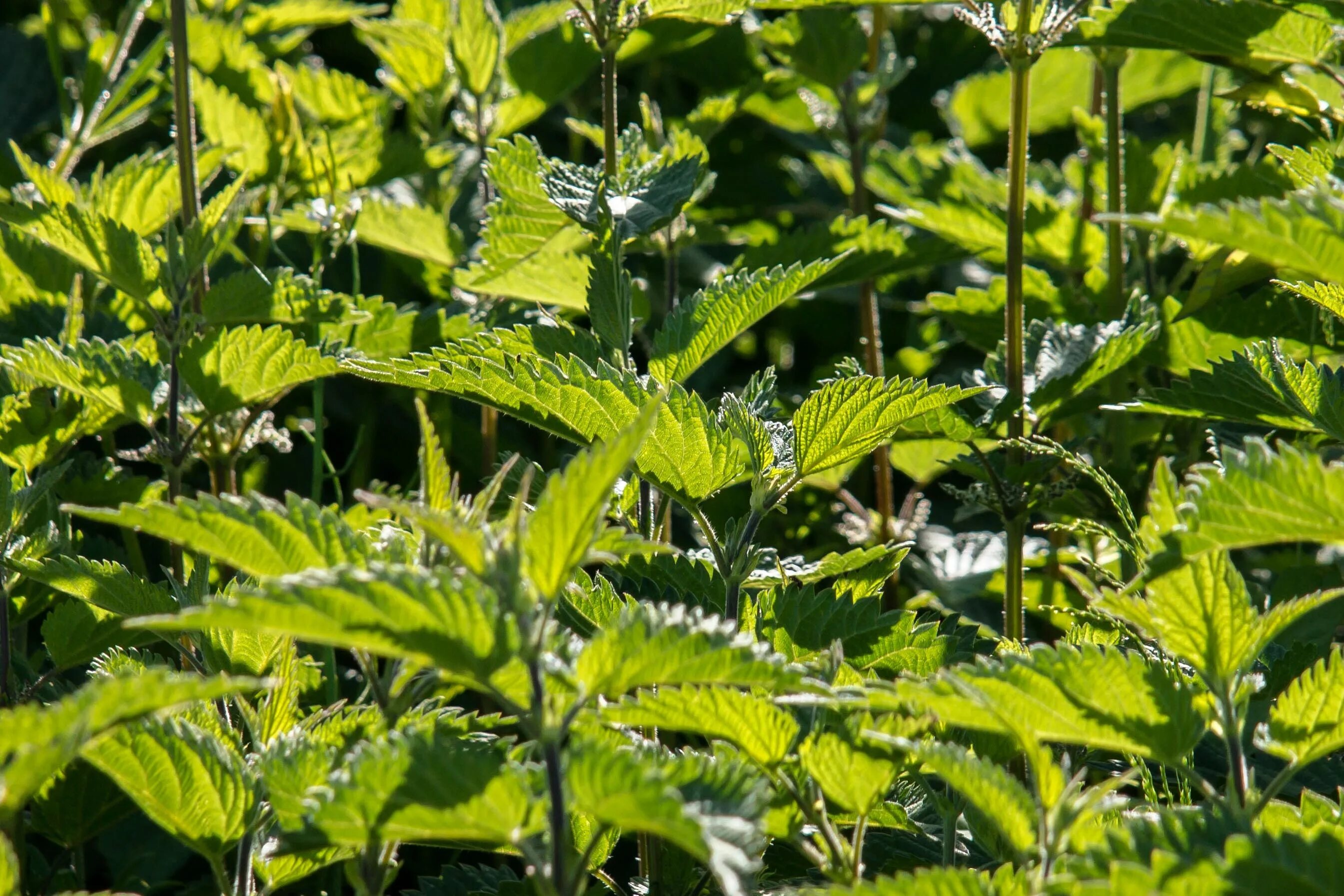 Крапива двудомная. Крапива двудомная (Urtica dioica). Крапива плосколистная. Крапива Онгаонга. Рост крапивы