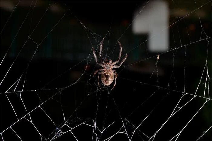 Увидеть ползущего паука. Паук ползет по паутине. Паук ползет вверх по паутине. Паук сползает по паутине. Паук спускается вниз по паутине.