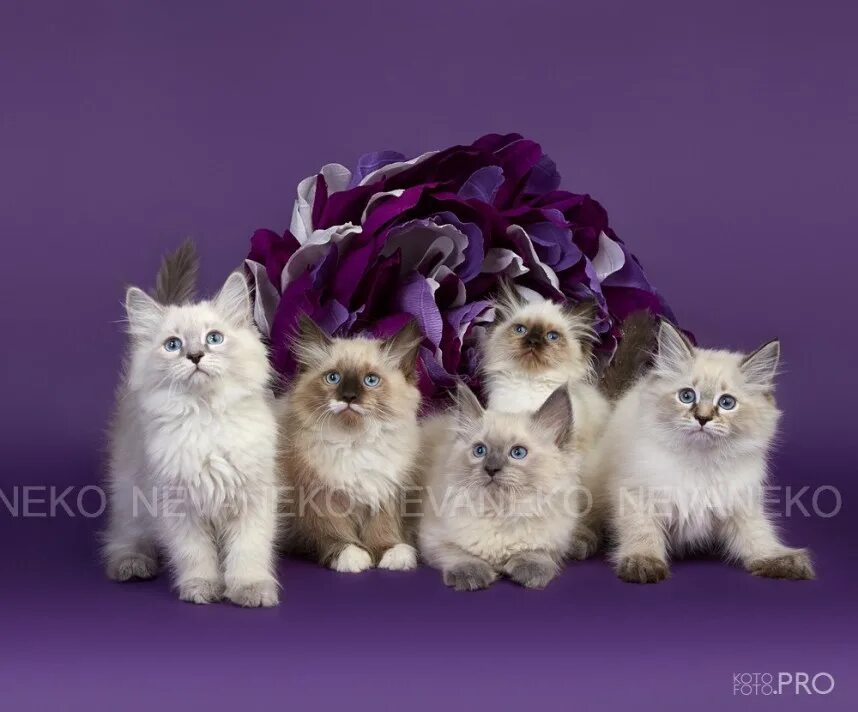 котята питомника невская радость