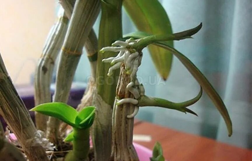 Детка орхидеи на корне. Детки орхидеи фаленопсис. Детки орхидеи фаленопсис на цветоносе. Орхидея Росток на цветоносе. Орхидея фаленопсис отросток.