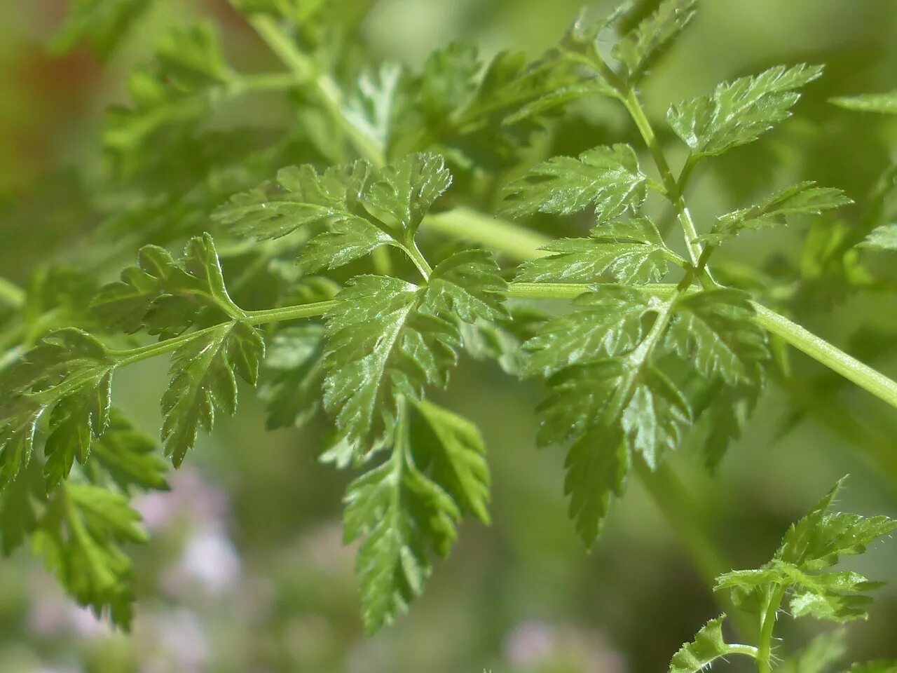 Пряные ветры. Кервель ажурный ( Anthriscus cerefolium). Кервель морковник. Кервель ажурный. Трава кервель ажурный.