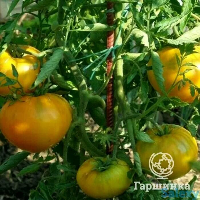Томат антоновка медовая. Томат антоновка медовая характеристика. Томат антоновка медовая 20шт сиб сад. Томат антоновка медовая сиб сад. Томаты антоновка.