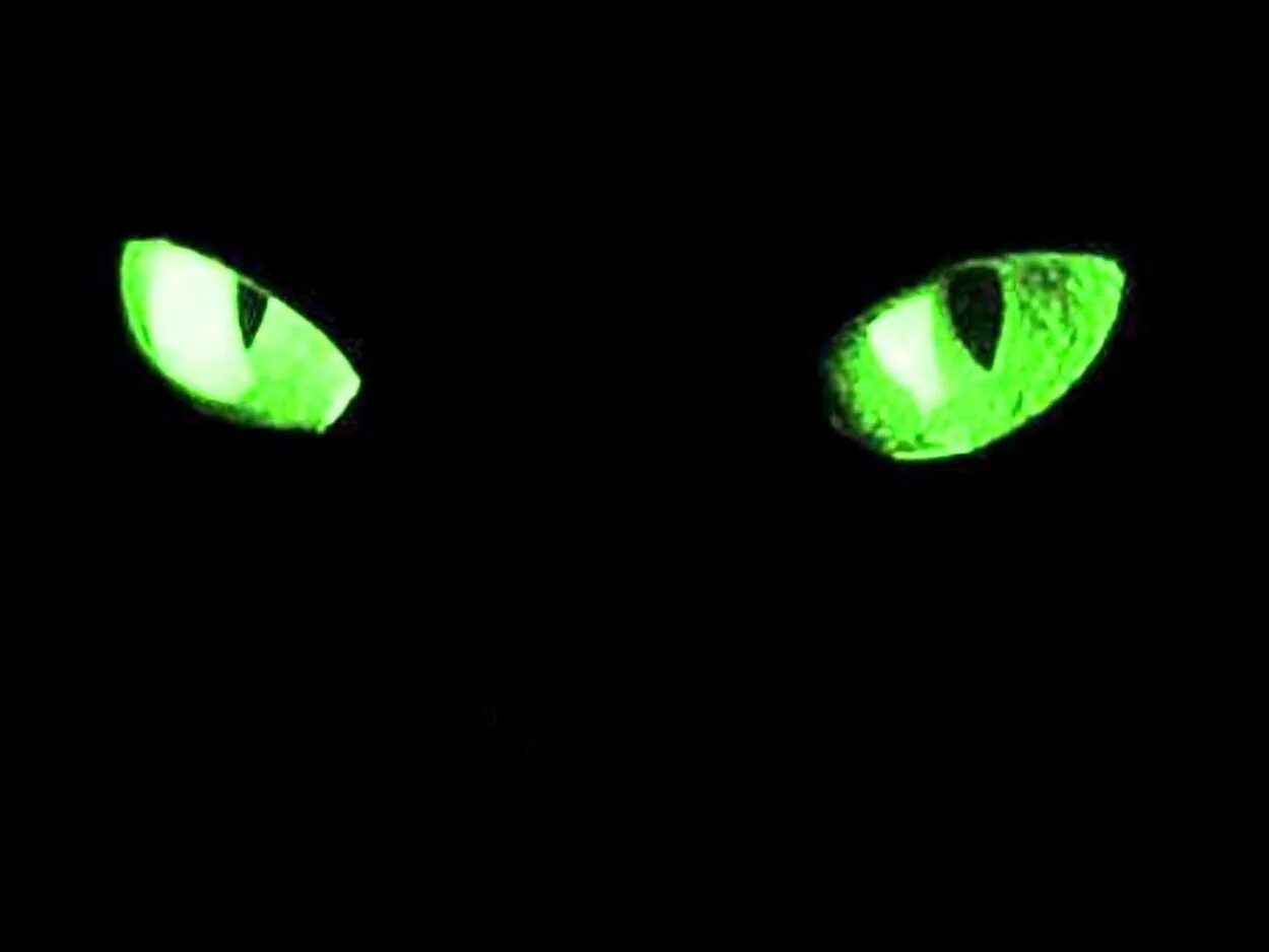 Красный кошачий глаз. Зеленые глаза в темноте. Красные глаза в темноте. Глаза в темноте. Блестят красные глазки