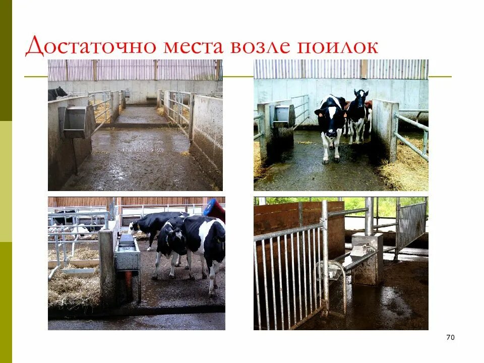 Технологии содержания животных