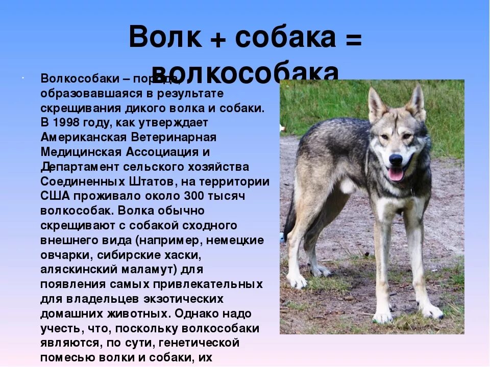 Отличия волка от собаки внешне. Волкособ описание. Волкособ лайка Западно Сибирская. Волк и собака сравнение.