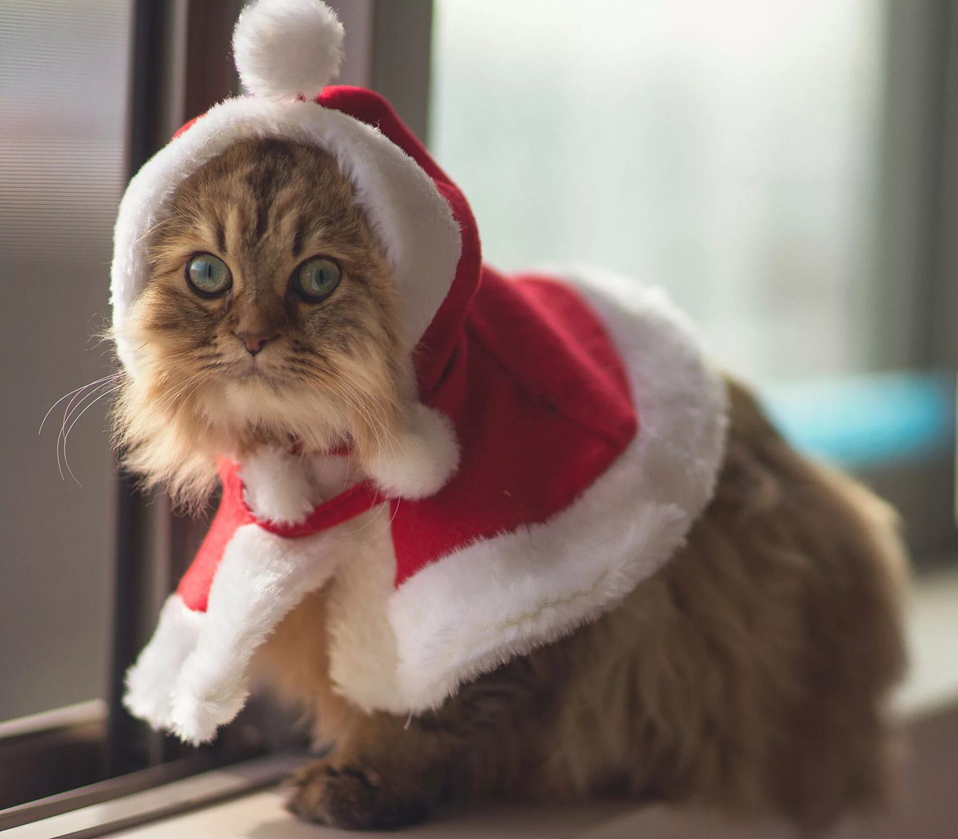 Нова кот. Новогодний котик. Животные в новогодних костюмах. Новогодний костюм для кота. Рождественский кот.
