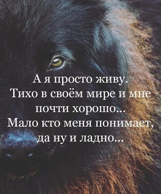 Тихо мирно. Альф мемы. Альф приколы. Тихо мирно и любя выношу мозги всем я. Цитаты о богородице.
