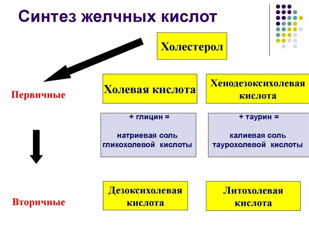 Синтез первичных желчных кислот из холестерина. Схема синтеза желчных кислот. Ключевая реакция синтеза желчных кислот биохимия. Гормон активатор синтеза желчных кислот.