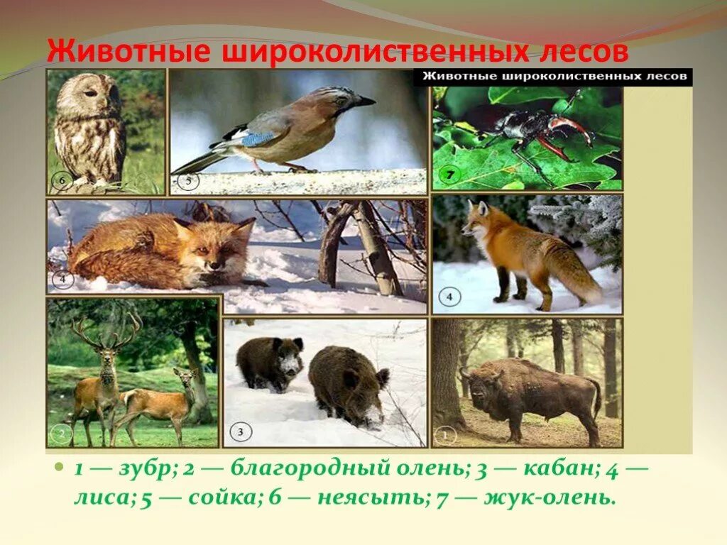 Природная зона лес животные и растения