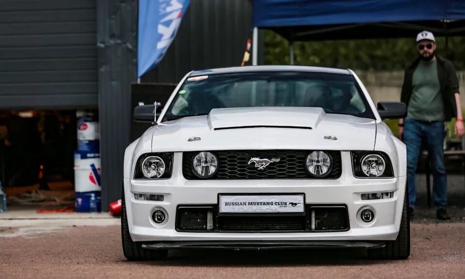 Российские мустанги. Russian mustang club. Ателье мустанг волгоград. Мустанг одичавшая лошадь. Дикие лошади мустанги в дикой природе.