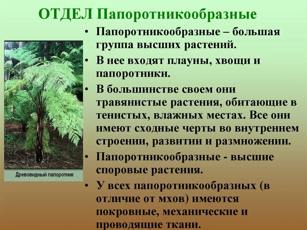 Папоротникообразные плауны хвощи папоротники. Высшие растения отдел Папоротниковидные. Характеристика отдела растений Папоротникообразные. Отдел Папоротниковидные строение.