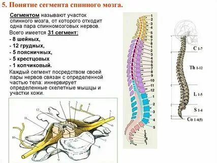 Количество сегментов шейного отдела спинного мозга