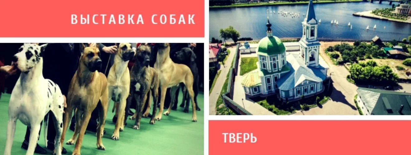 Выставка собак тверь. Выставка собак в Твери 2023. Выставки собак в Твери 2022. Выставки собак в Твери в 2022 г..