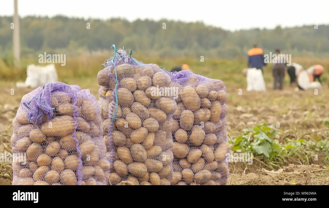 Картофель в мешках в поле. Картофель в мешках. Сбор картошки. Мешок картошки.