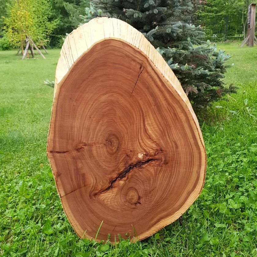 Забор из стволов деревьев. Деревянный настил вокруг дерева. Приствольный круг в саду. Декор из спилов дерева в интерьере. Как можно использовать дерево.