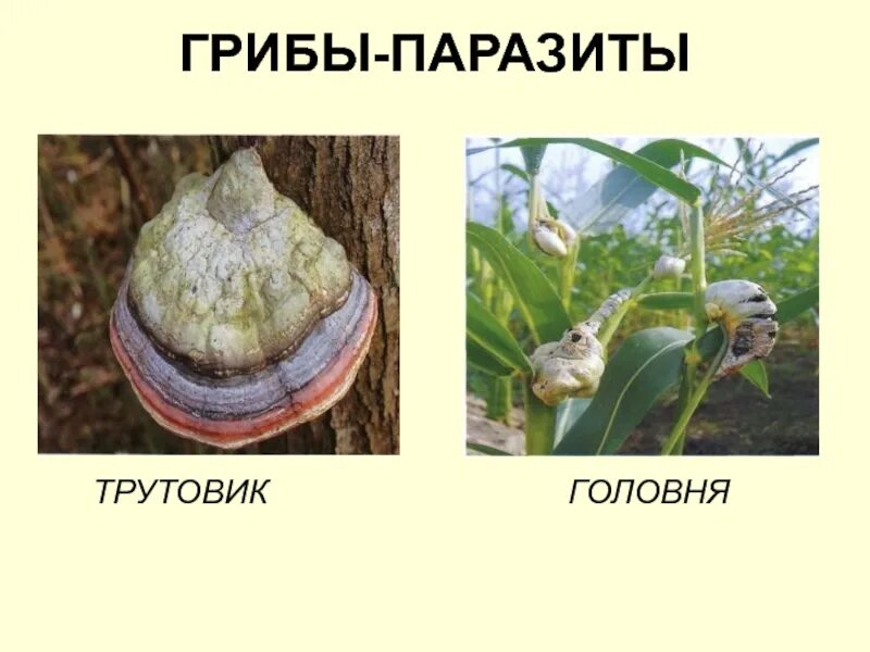 Головня фитофтора трутовик. Трутовик гриб паразит. головня спорынья трутовик. гриб трутовик и головня. грибы паразиты головня 5 класс биология.