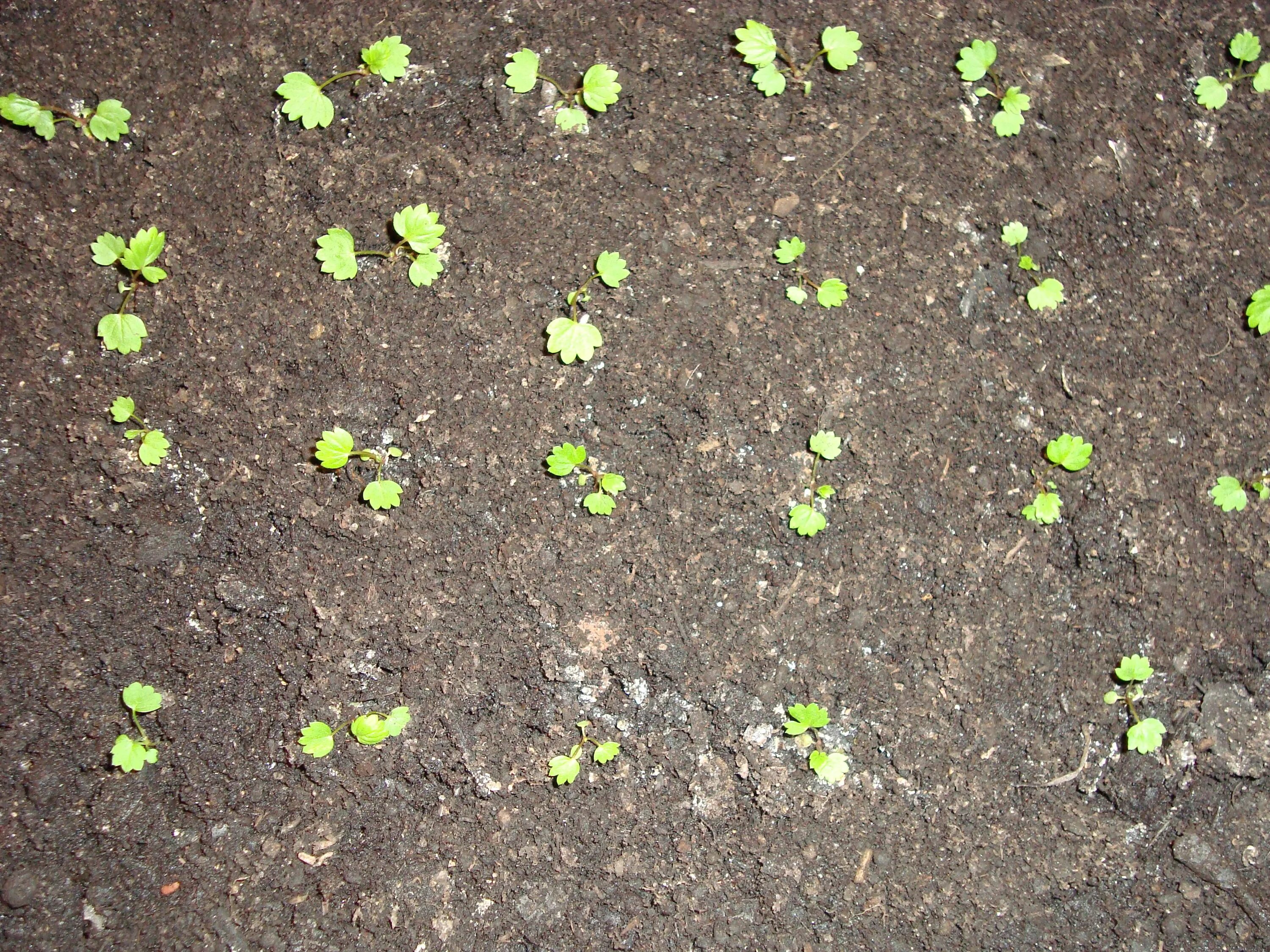 Клубника росток рассада. Садовая земляника ростки. Земляника руяна ростки. Земляника ремонтантная семена. Как всходит земляника.