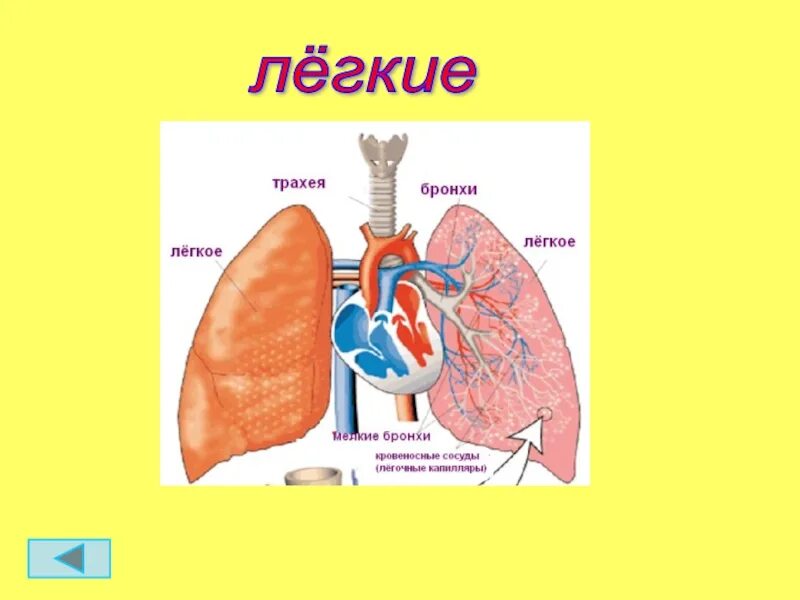 Легкие человека для презентации. Организм человека легкие. Внутренние органы легкие.