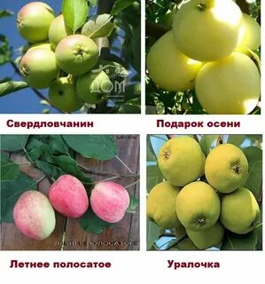 Имена яблони