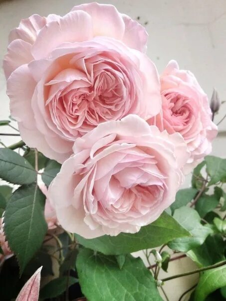 Summer Song to Tess of the D'Urbervilles via A Shropshire Lad and James Galway -