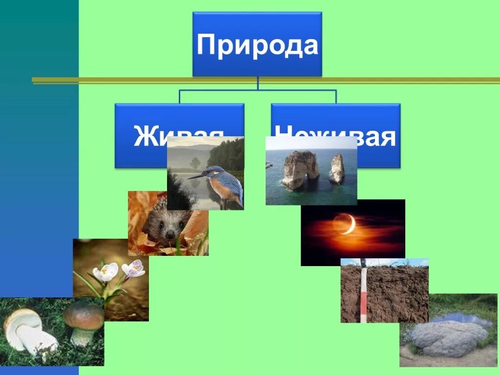 Относится ли человек к живой природе. Живая и неживая природа 5 класс. Что такое Живая природа 5 класс. Живая и неживая природа единое целое. Живая и неживая природа 5 класс биология.