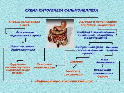Сальмонелла схема