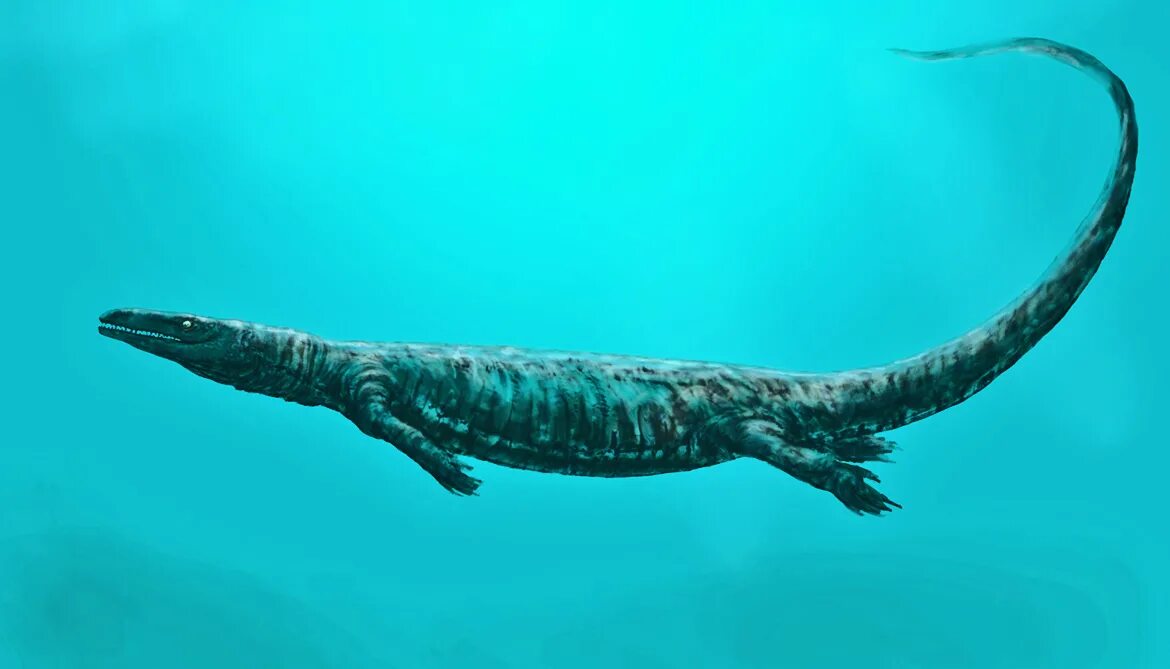 сухопутный мичман 9 букв сканворд. старший мичман вмф. кроссворд картинки. воинские звания вмф россии погоны. сухопутный мичман 9 букв сканворд.