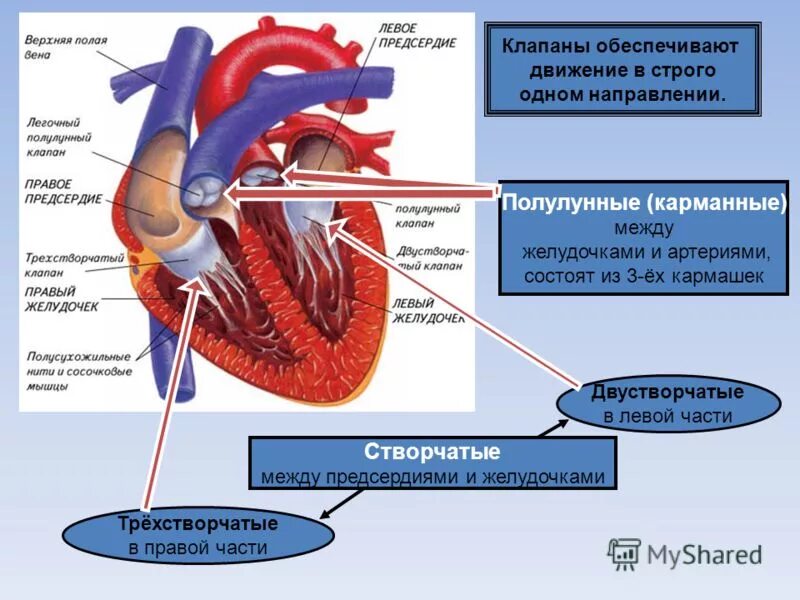 От левого предсердия к легким. Кровь из правого желудочка поступает. Кровь в желудочках сердца. Левый желудочек.