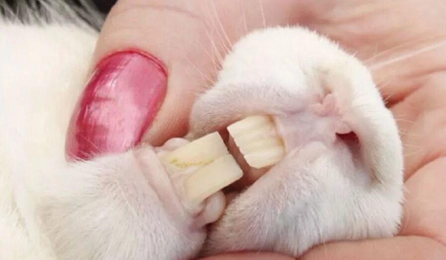 Какие зубы у грызунов. Строение челюсти кролика. Анатомия зубов зайцеобразные. Зубная система грызунов и зайцеобразных.
