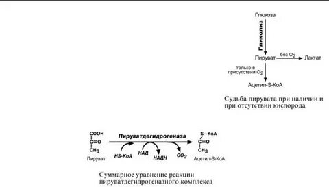 Соединение ацетил радикала и ацетил коа